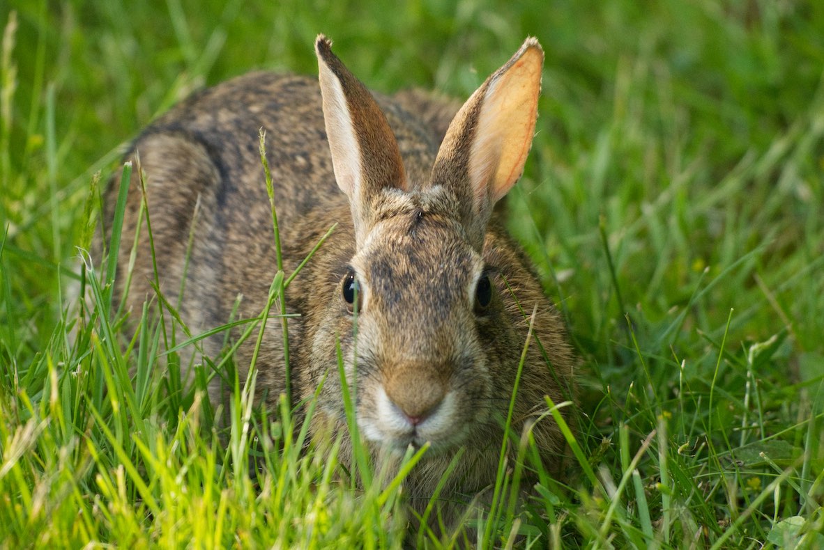 Bunny 0615